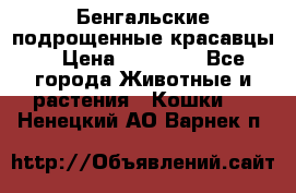 Бенгальские подрощенные красавцы. › Цена ­ 20 000 - Все города Животные и растения » Кошки   . Ненецкий АО,Варнек п.